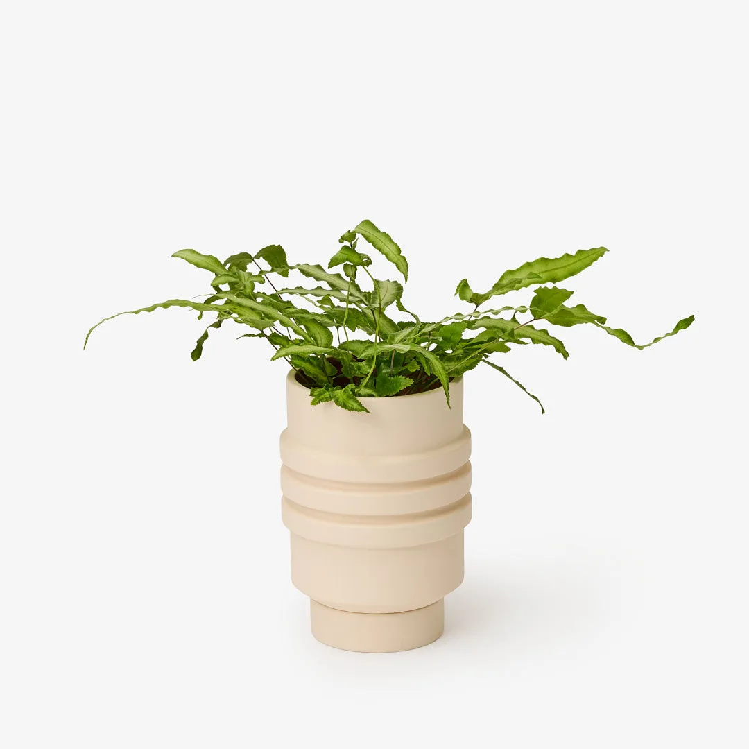 Strata Plant Vessel